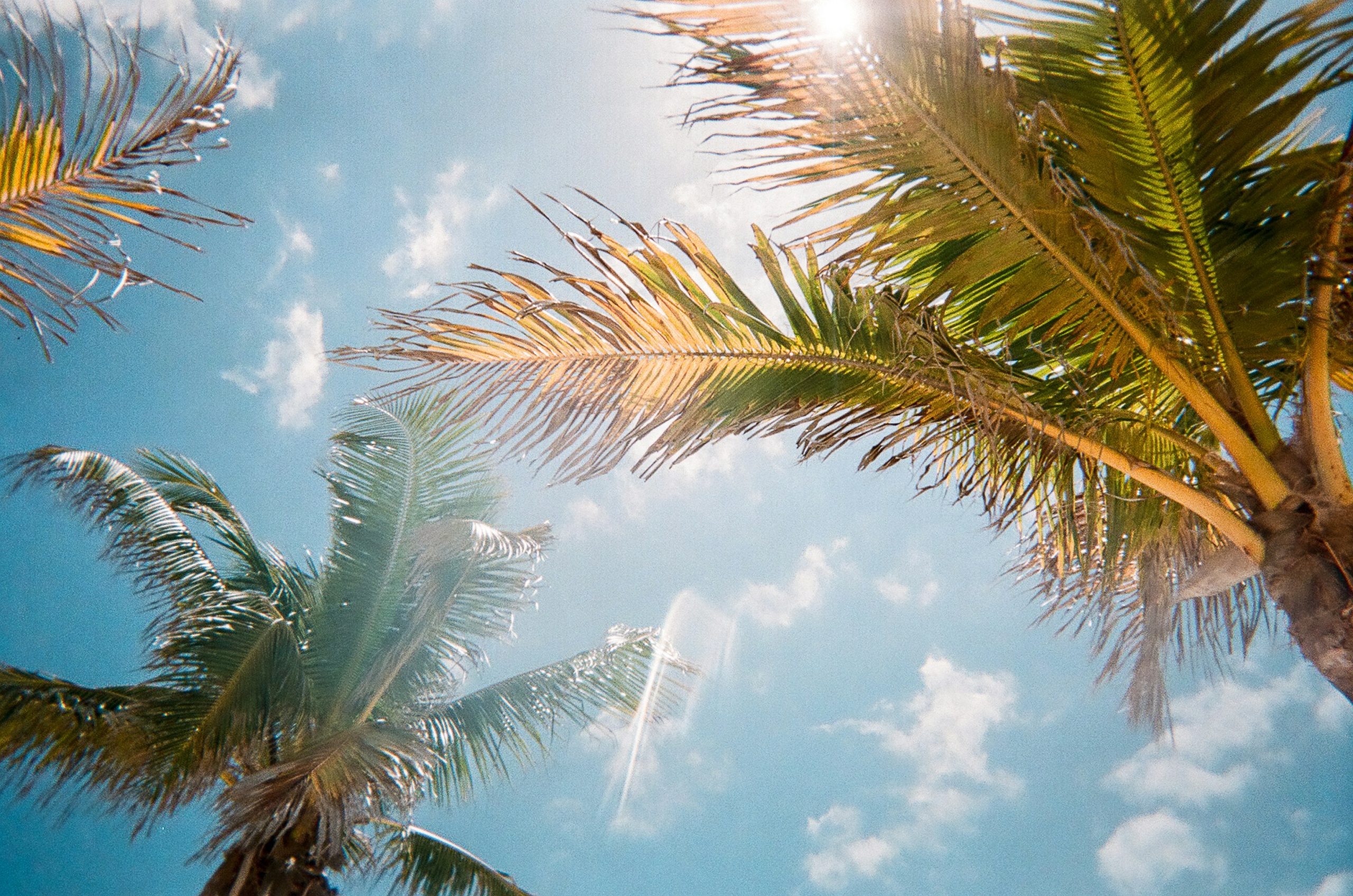 palm tree